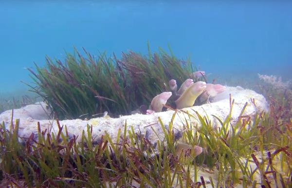专家说，人工珊瑚礁对防止卡塔尔和海湾水域的“死区”至关重要